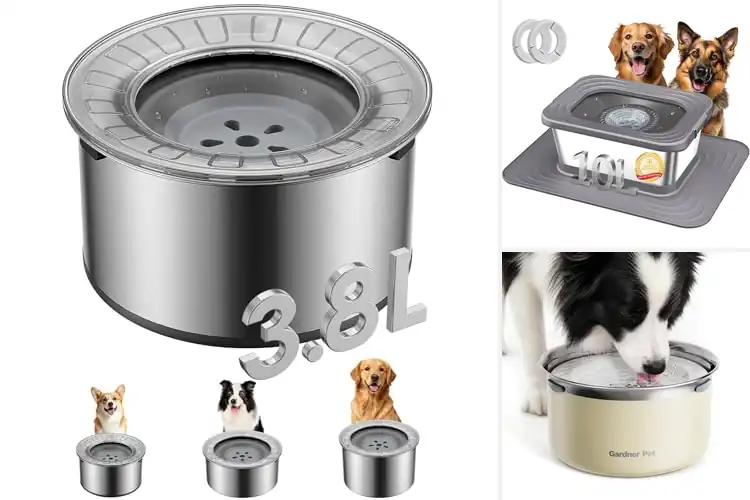 Detailed view of Best Anti Splash Dog Bowls No Mess Floors