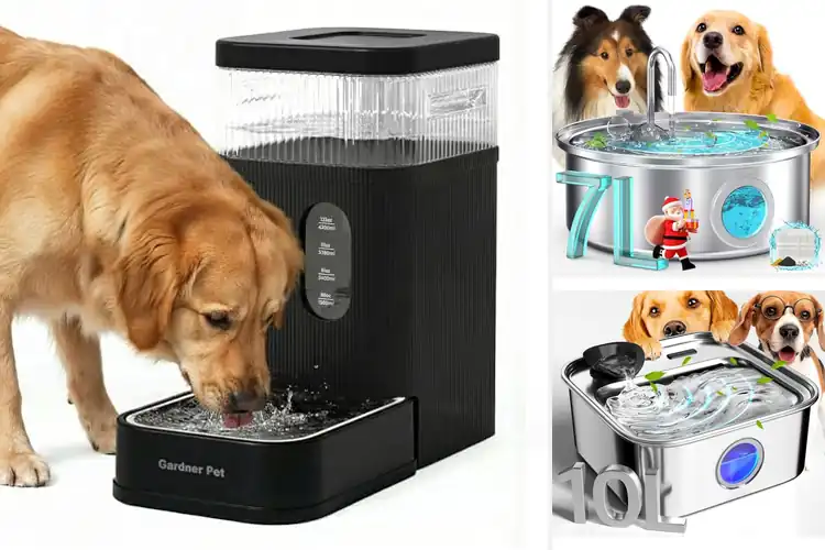 Detailed view of Best Dog Water Bowls With Filters