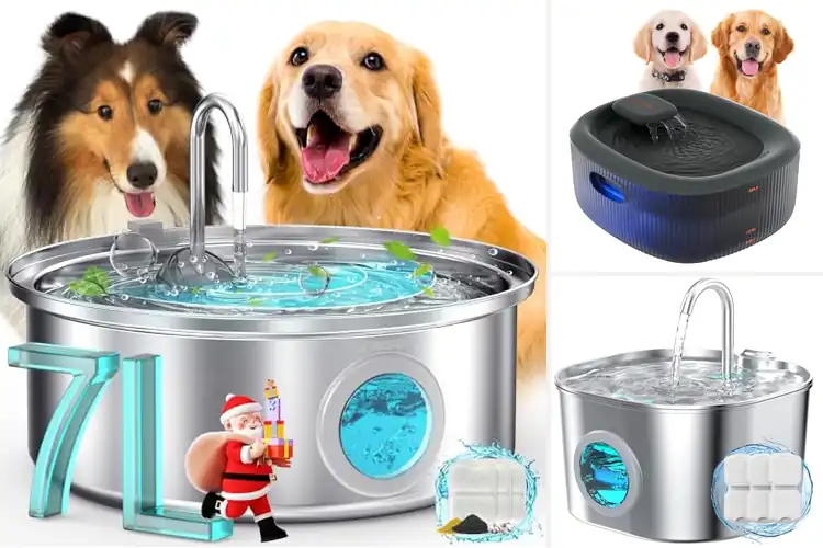 Detailed view of Best Filtered Dog Bowls: Top 10 Picks for Fresh, Clean Water
