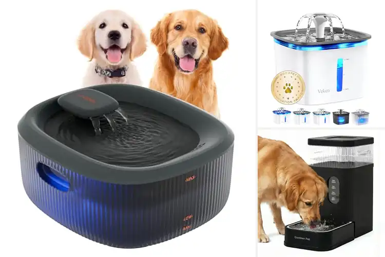 Detailed view of Best Filtered Water Bowls
